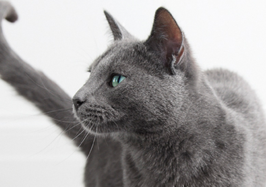 Grey cat looking to the left