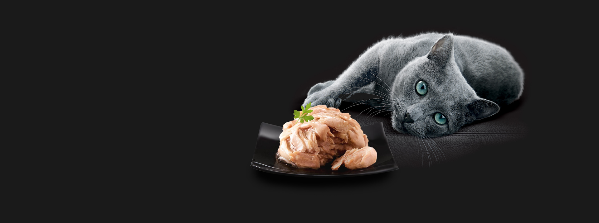Grey cat lying on a black surface next a bowl of SHEBA cat food on a plate