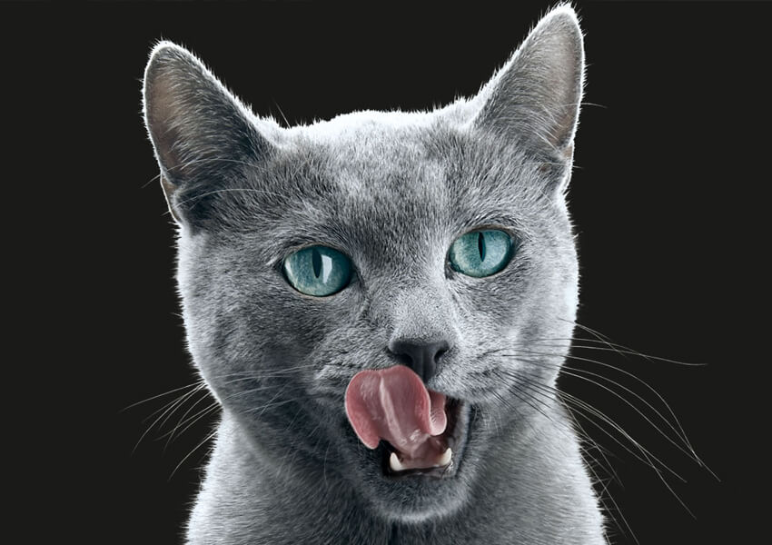 Grey cat eating SHEBA cat food from a white plate