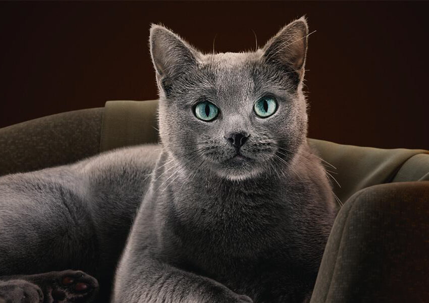 Grey cat looking to the right