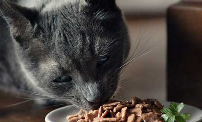 Close up of grey cat eating SHEBA cat food from a plate