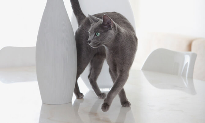 Grey cat walking between white vases